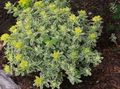   gulur skraut plöntur Draga Spurge ferskt ornamentals / Euphorbia polychroma mynd