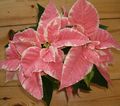   pestrofarebný Dekoratívne rastliny Vianočné Hviezda, Noche Buena, , Vianočné Kvetina dekoratívne a listnaté / Euphorbia pulcherrima fotografie