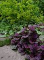   burgundy,claret Ornamental Plants Bugle, Bugleweed, Carpet Bugle leafy ornamentals / Ajuga Photo