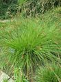   grön Dekorativa Växter Starr dekorativbladiga / Carex Fil