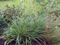   groen Sierplanten Carex, Zegge granen foto