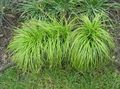   žalias Dekoratyviniai Augalai Carex, Viksvų javai Nuotrauka