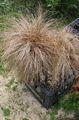 Photo Nouvelle-Zélande Carex De Cheveux Des Céréales la description