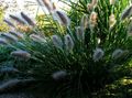 Photo Chinese fountain grass, Pennisetum Cereals description