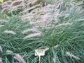   зелен Декоративни растения Китайският Фонтан Трева, Pennisetum житни снимка