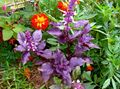   purple Ornamental Plants Basil leafy ornamentals / Ocimum basilicum Photo
