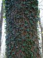   grænt skraut plöntur English Ivy, Algengar Ivy ferskt ornamentals / Hedera mynd