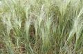   világos zöld Dísznövény Szeretni Fű gabonafélék / Eragrostis fénykép