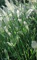 Foto Jahresbartgras, Jahresrabbits Gras Getreide Beschreibung