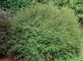   緑色 観賞植物 低木のスイカズラ、ボックススイカズラ、ボックス葉スイカズラ / Lonicera nitida フォト