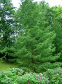   зелен Украсне Биљке Европски Ариш / Larix фотографија