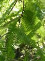   grænt skraut plöntur Dögun Redwood / Metasequoia mynd