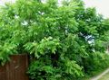   緑色 観賞植物 クルミ / Juglans フォト