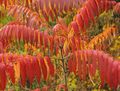   červená Dekorativní rostliny Tygr Oči Škumpa, Staghorn Škumpy, Samet Škumpy / Rhus typhina fotografie