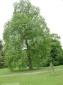   svetlo-zelena Okrasne Rastline Cottonwood, Topol / Populus fotografija