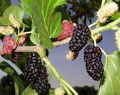   green Ornamental Plants Mulberry / Morus Photo