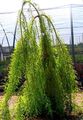   lysegrønn Prydplanter Skallet Sypress / Taxodium distichum Bilde
