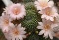 Foto Krone Cactus Wüstenkaktus Beschreibung