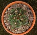   сары үй өсімдіктер Ferocactus кактус шөл Фото