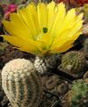 Foto Hedgehog Cactus, Spitzen Kaktus, Regenbogen Kaktus Wüstenkaktus Beschreibung