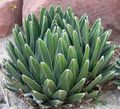 Foto Pflanzen Amerikanische Jahrhundert, Pita, Gespickt Aloe Sukkulenten Beschreibung