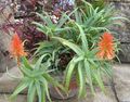 Photo Aloe Succulent description
