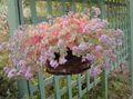  růžový Pokojové rostliny Sedum sukulenty fotografie