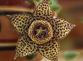 Photo Carrion Plant, Starfish Flower, Starfish Cactus Succulent description