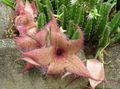 Photo Carrion Plant, Starfish Flower, Starfish Cactus Succulent description