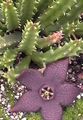  purpurs Maita Augs, Zvaigzne Ziedu, Starfish Kaktuss sulīgs / Stapelia Foto
