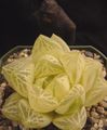   白 室内植物 裁剪窗口厂，十二卷 肉质 / Haworthia 照