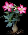 Foto Desert Rose Sukkulenten Beschreibung