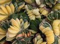   ვარდისფერი შიდა მცენარეები Dutch ფრთები, ადვოკატები ენა წვნიანი / Gasteria სურათი