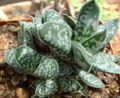  pink Indoor Plants Dutch Wings, Lawyers Tongue succulent / Gasteria Photo