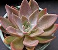   粉红色 室内植物 珍珠母鬼植物，植物 肉质 / Graptopetalum 照
