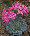   pink Ghost Plant, Mother-of-Pearl Plant succulent / Graptopetalum Photo