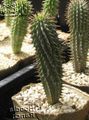   rózsaszín Szobanövények Hoodia sivatagi kaktusz fénykép