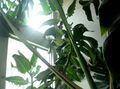   қызғылт үй өсімдіктер Каланхоэ (Каланхоэ) шырынды / Kalanchoe Фото