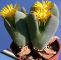   galben Plantă Con suculent / Conophytum fotografie