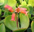   κόκκινος Εσωτερικά φυτά Αυτί Του Χοίρου παχύφυτα / Cotyledon φωτογραφία