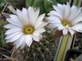   blanc des plantes en pot Acanthocalycium le cactus du désert Photo