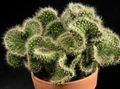  red Indoor Plants  desert cactus Photo
