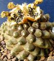   sárga Szobanövények Copiapoa sivatagi kaktusz fénykép