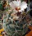 Photo Coryphantha Desert Cactus description