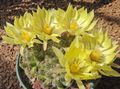Photo Old lady cactus, Mammillaria  description