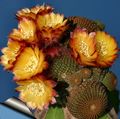 Foto Cob Cactus Wüstenkaktus Beschreibung