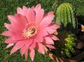   růžový Pokojové rostliny Cob Kaktus / Lobivia fotografie