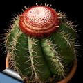 Foto Turks Head Kaktus Wüstenkaktus Beschreibung