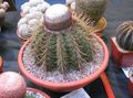   ροζ Εσωτερικά φυτά Τούρκοι Κεφάλι Κάκτος κάκτος της ερήμου / Melocactus φωτογραφία