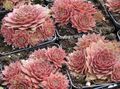   pembe Kapalı bitkiler Evin Pırasa etli / Sempervivum fotoğraf